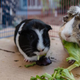 Emi (L) and Ally (R) from the San Diego Humane Society eat lettuce, April 2020. Animal shelters across the United States were emptied out thanks to the coronavirus pandemic.